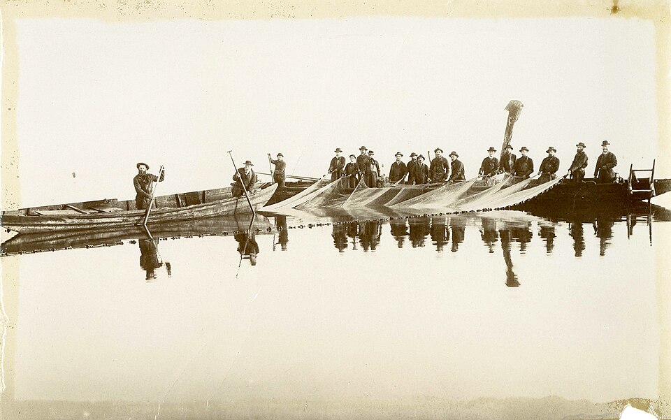 Die Gangfischsegi vor Ermatingen, 1894 — das Jahr, aus dem der erste belegte Groppenumzug stammt